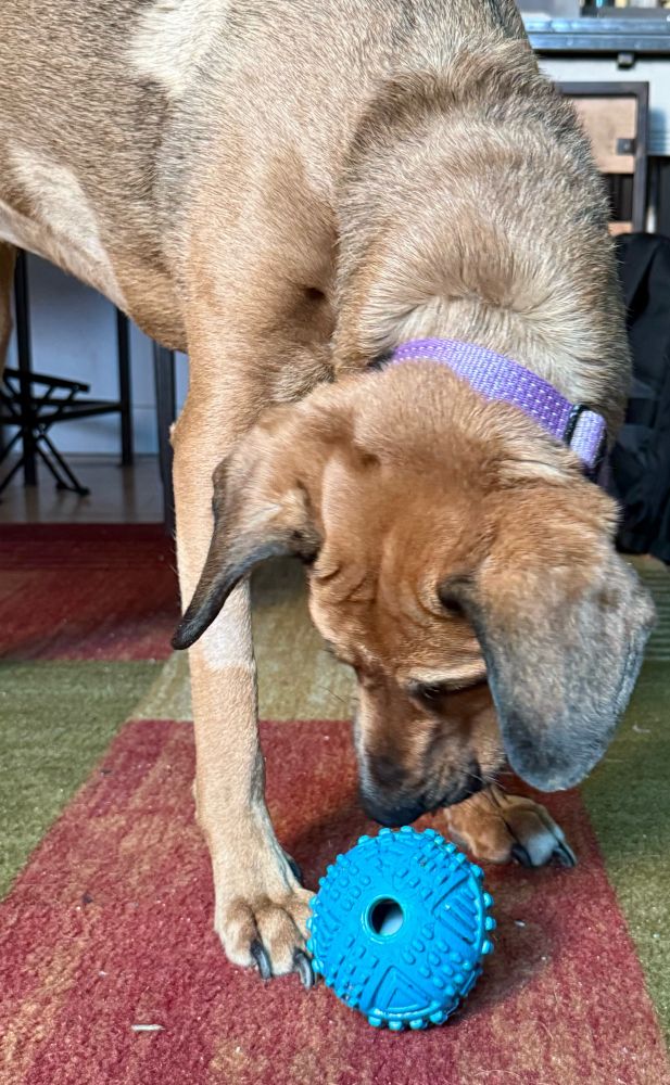 Brown dog nosing blue rubber treat ball.