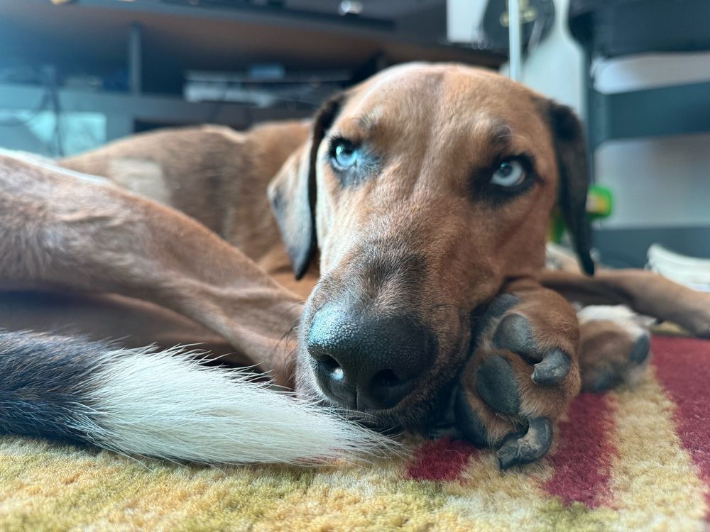 Dog with head on paws looking grumpily contemplative.