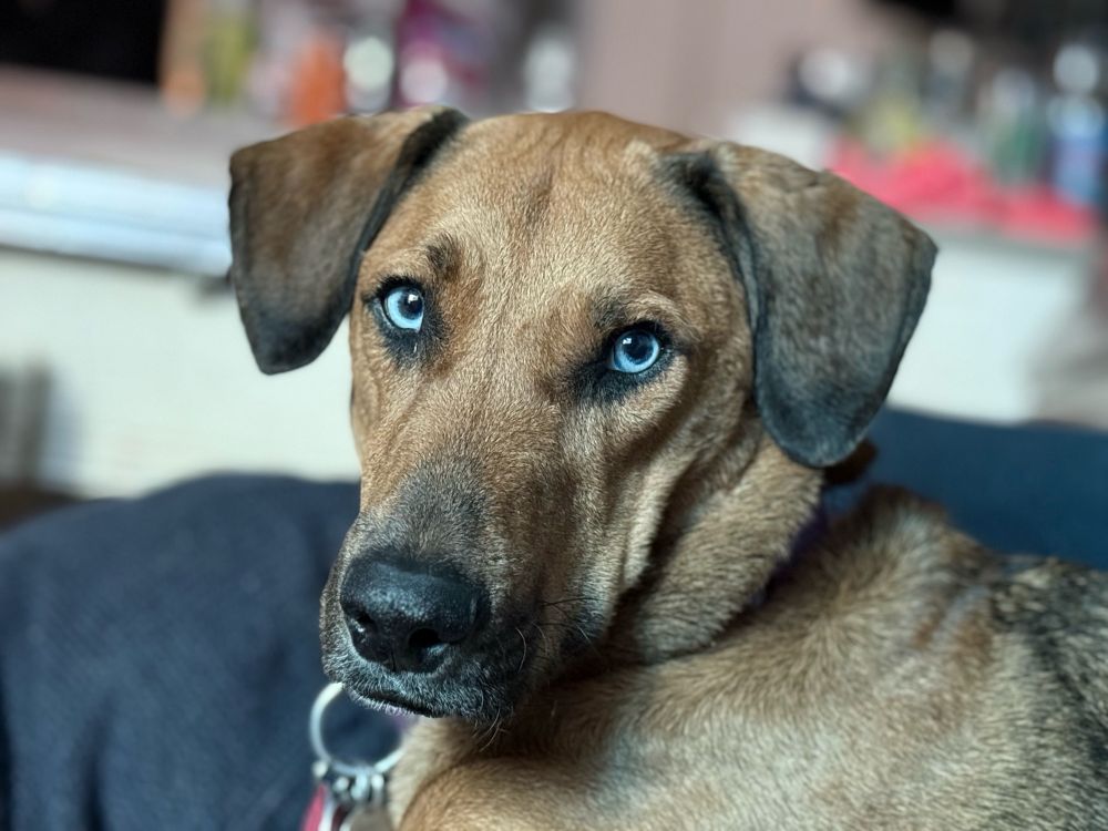 Blue eyed dog staring balefully at photographer (who is indeed late with breakfast)