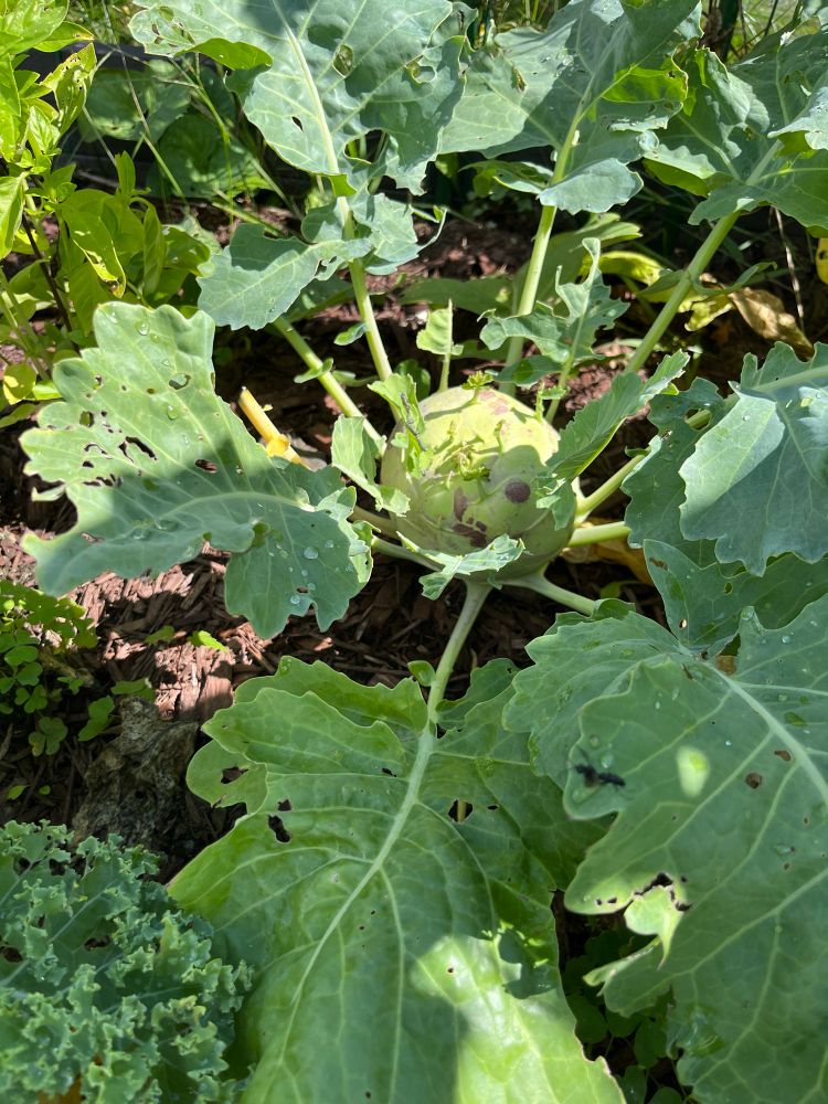 Green kol rabi growing 