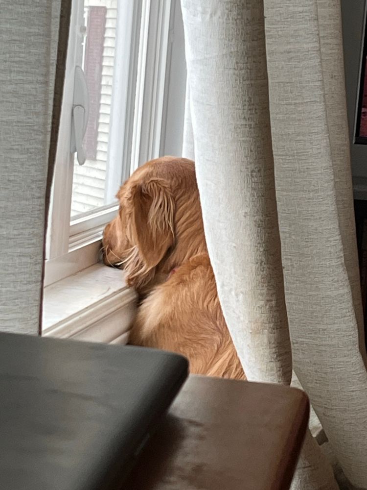 Golden retriever with head on window sill watching out the window with a beige curtain behind her