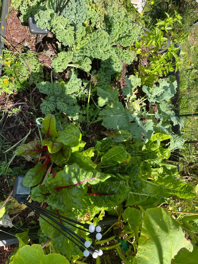 Kale and Swiss chard growing 