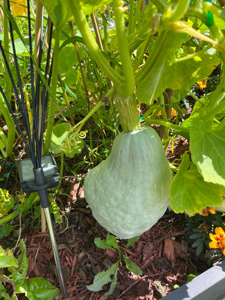 A big blue Hubbard wash hanging from a vine