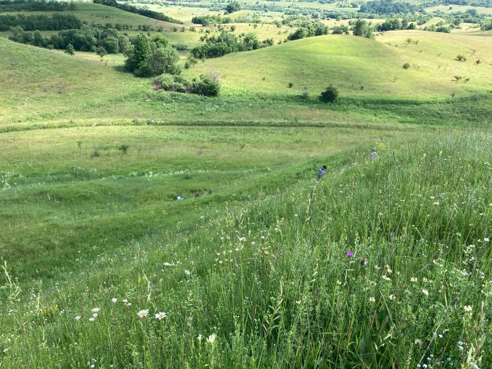 Extensives, strukturreiches Grünland in Rumänien. Weite Grasflächen mit einzelnen Sträuchern und Gebüschreihen im Hintergrund