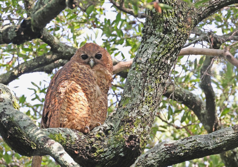 Pel’s Fishing Owl