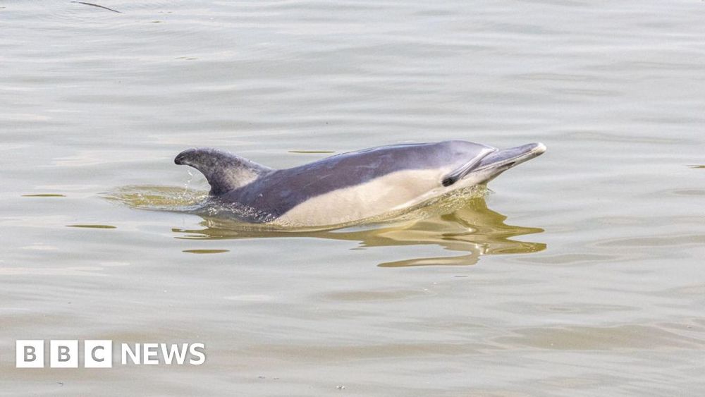 Hammersmith: Dolphin spotted in River Thames in west London