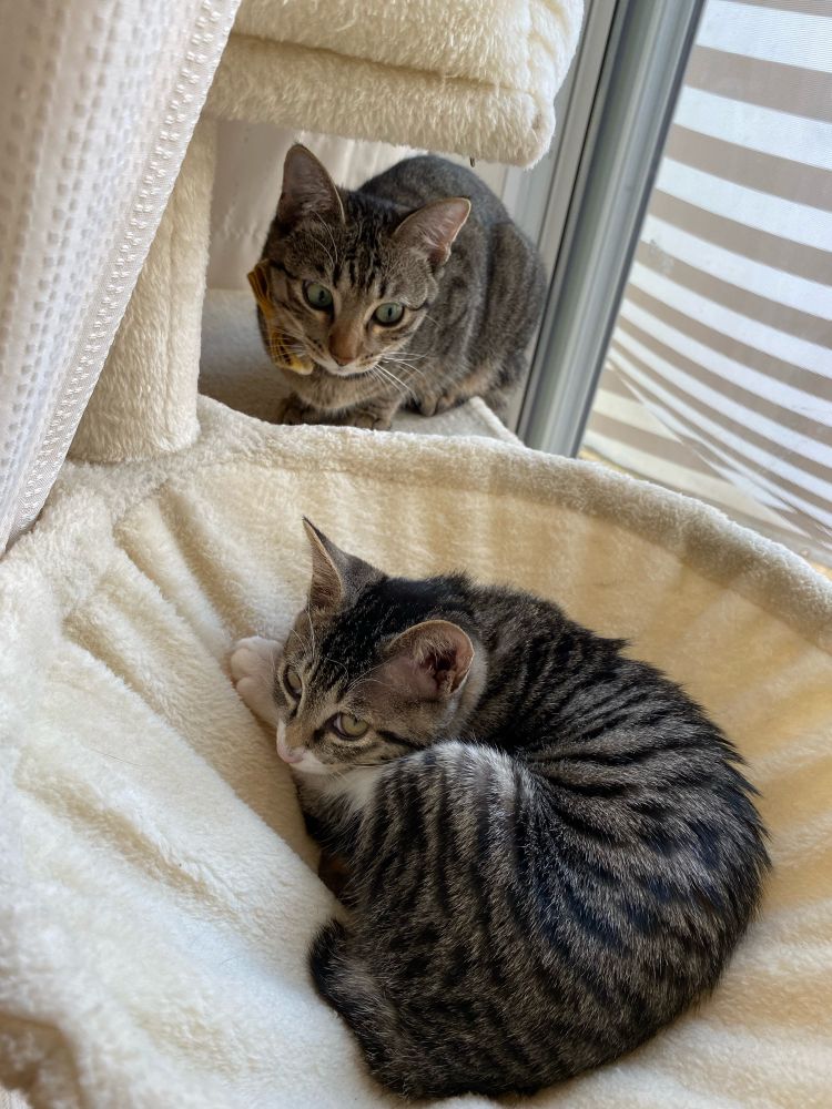 「私の寝場所ですけど…」と目で訴えるサンちゃん