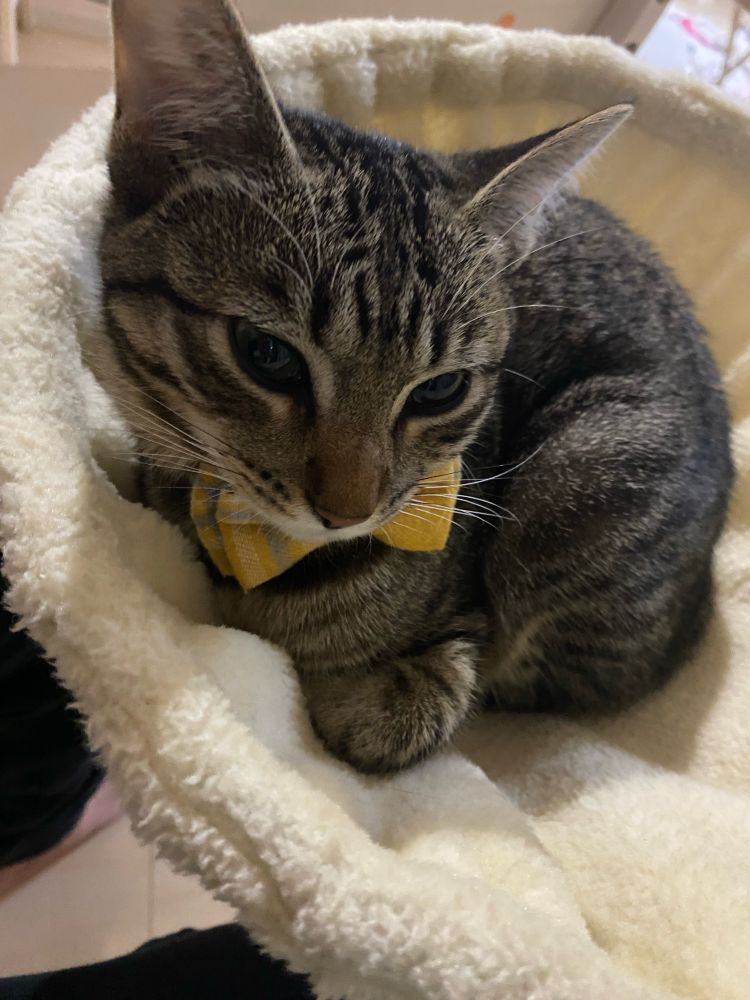 リボンをつけたサンちゃん