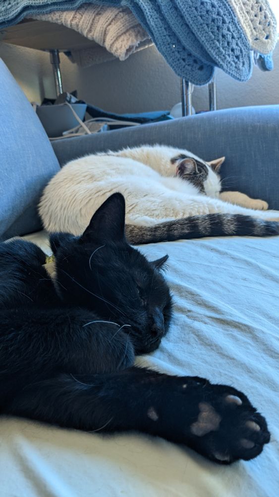Two cats, one black and one white, snooze on a blue couch. We can see the bottom of one paw of the black cat. They both look very sweet. 