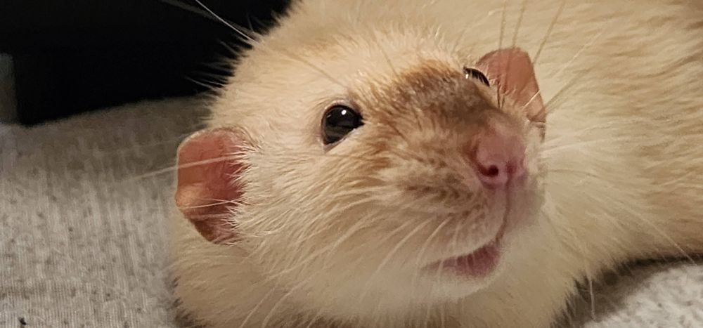 A close up of a cream and brown pet rat, looking like he doesnt have a single thought in his head.