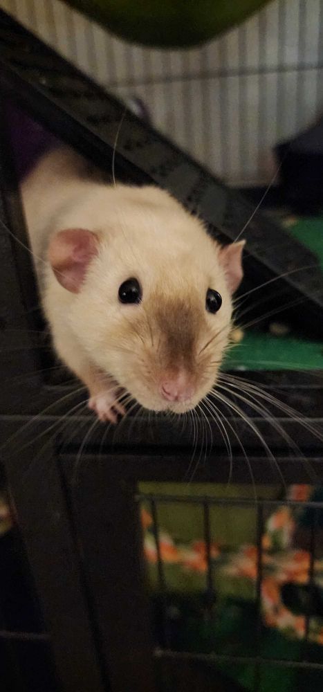 A picture of a brown and cream pet rat looking at the camera.