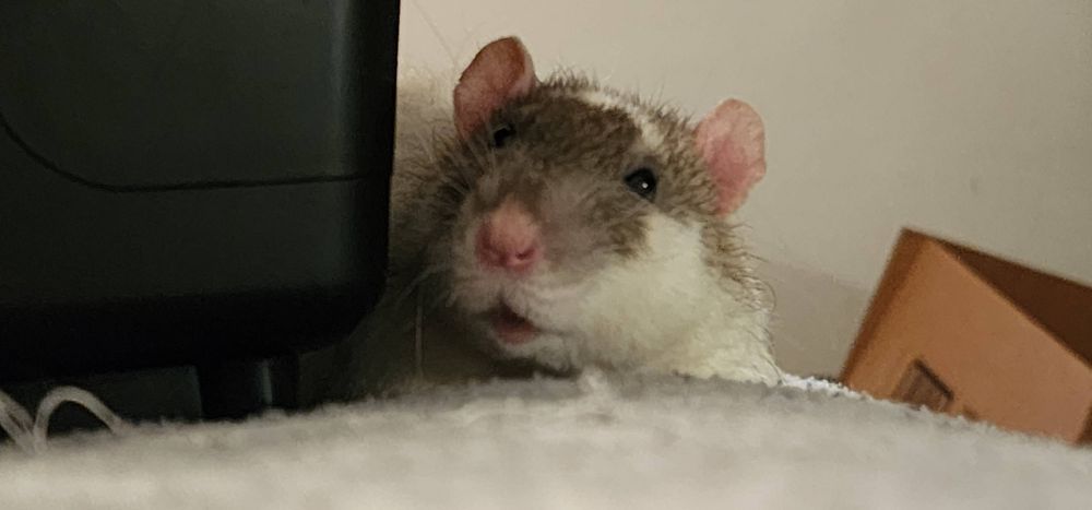 A close up picture of a brown and white rat looking completely vacant, not a single thought to be found.