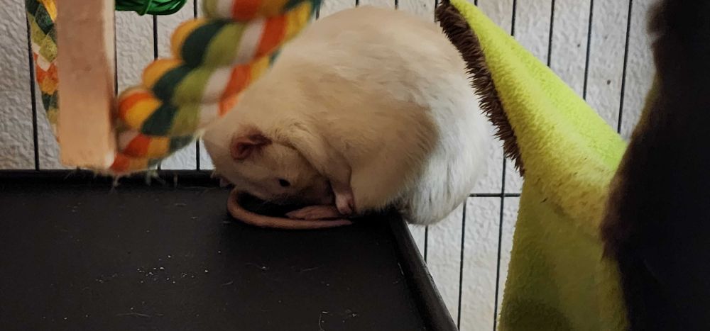 A photo of a pet rat with cream and brown fur, tucked into a spherical orb shape, with his rump precariously hanging off the edge of the ledge he sits on.