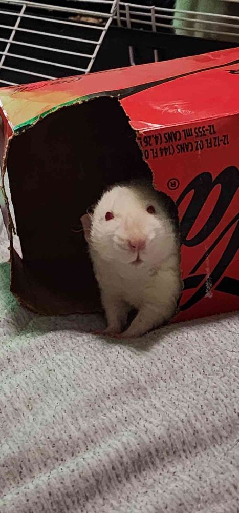 A picture of an albino rat looking mildly startled in a coke zero soda box.