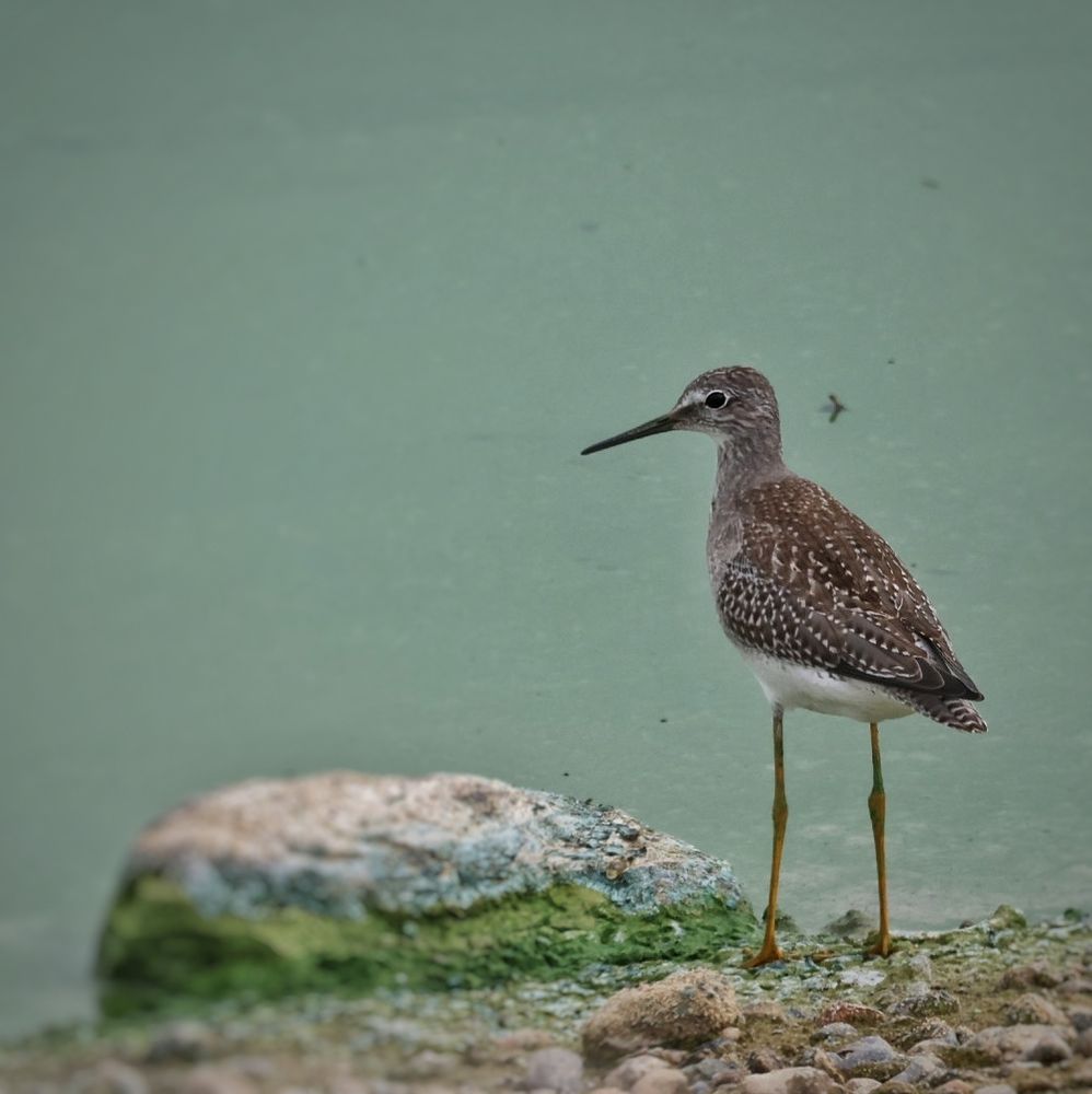 Bird on long legs standing by a minty green water and a rock covered in algae. 