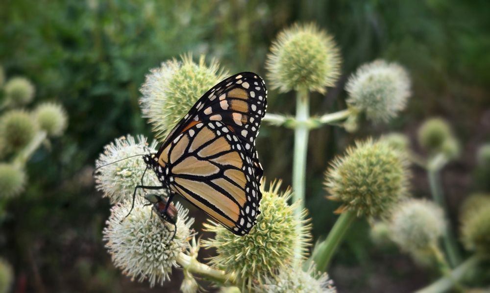 Monarch butterfly on rattlesnake master.  