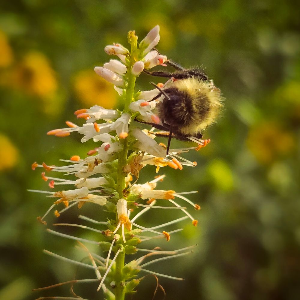 Closeup of Bumblebee on chillers culvert root