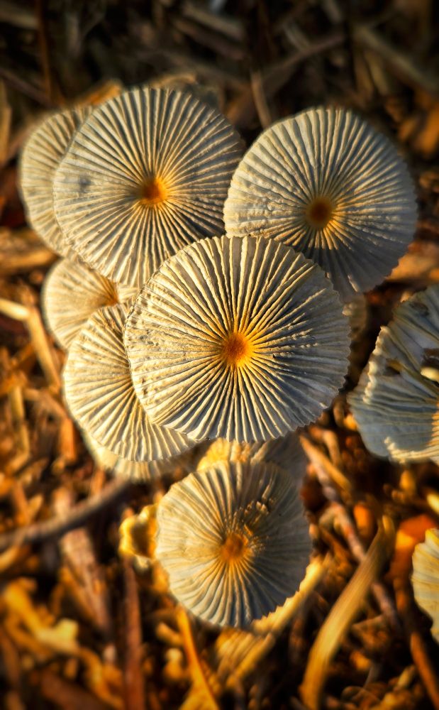 Grouping of delicate mushrooms viewed from above in early morning sun. 