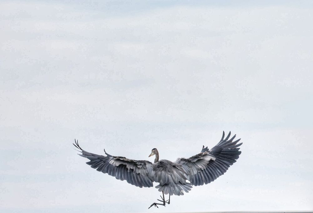 Great blue heron seen landing from behind, feathers ruffle as it slows. Set against a hazy white sky