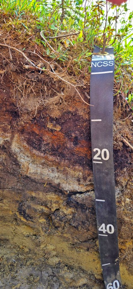 Soil profile with mixed horizons due to cryoturbation in permafrost-affected soils, Alaska. Sukapak mountain. A NCSS measuring tape marks the depth in centimeters. 