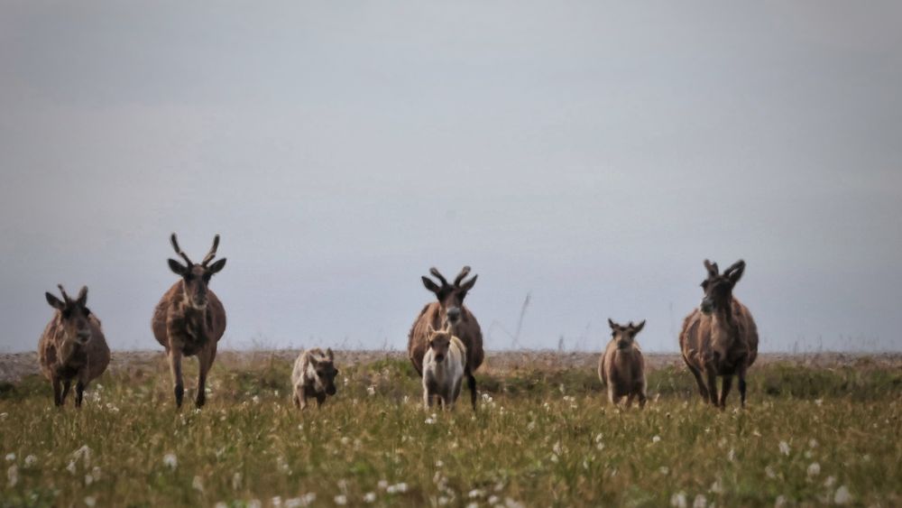 Family of seven caribou advance towards the camera in the tundra. Low vegetation and a milky sky. 