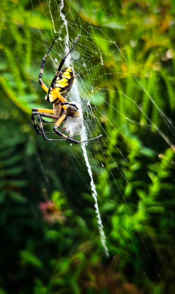 Large garden spider viewed from the side with a fresh catch of bumblebee, already spun into silk. 