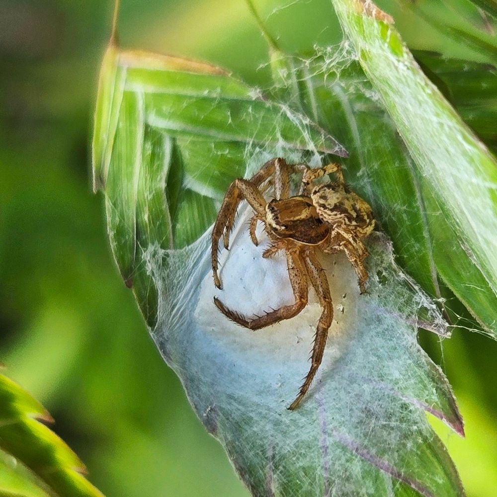 Tiny tan crab spider on a seed head of sea oats, still bright green in late summer, and guarding its egg sack.