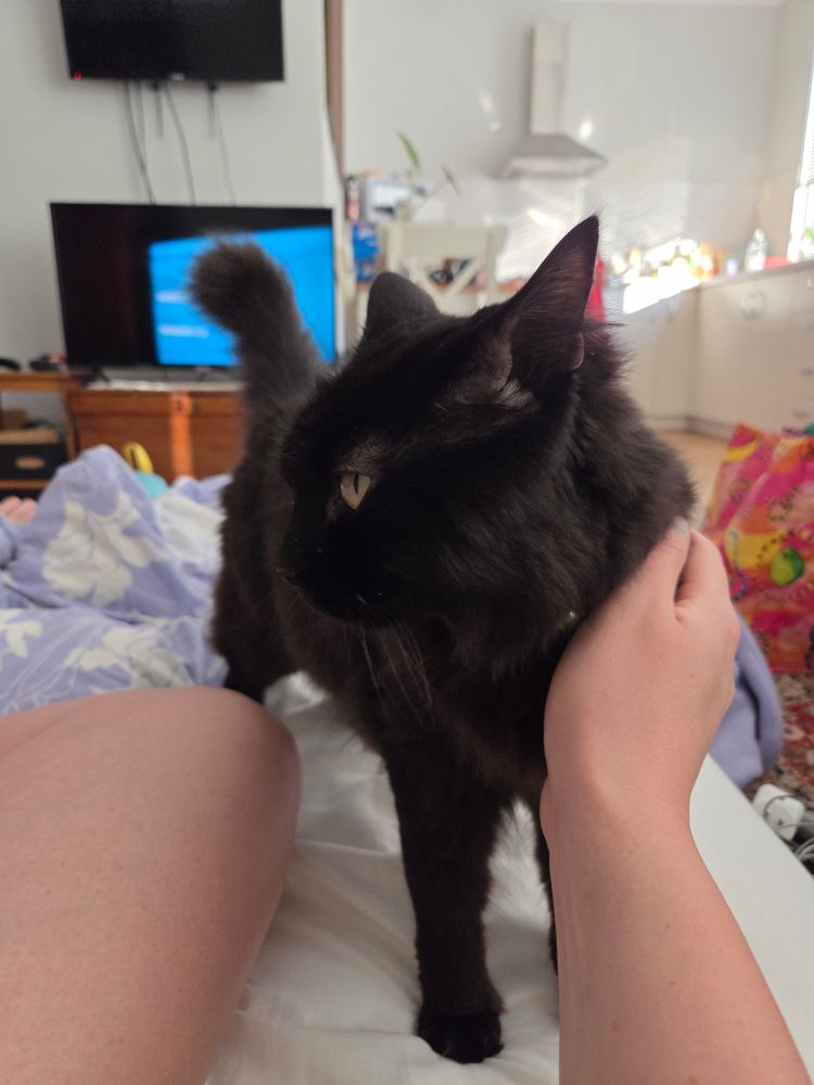 A black cat looks left of frame while a hand pats the back of his head
