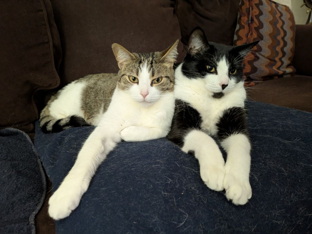Two cats, a grey and white tabby on the left and a tuxedo cat on the right are snuggled up beside each other on a sofa.