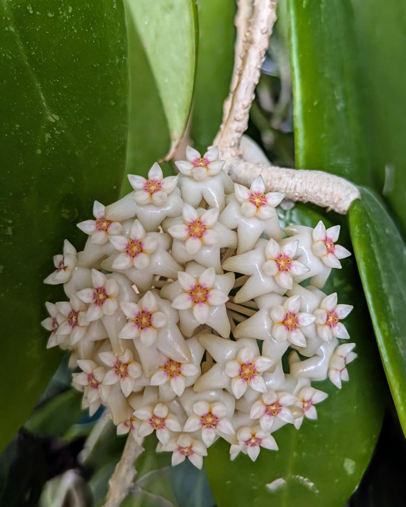 A cluster of waxy white star shaped flowers with rusty red centers.