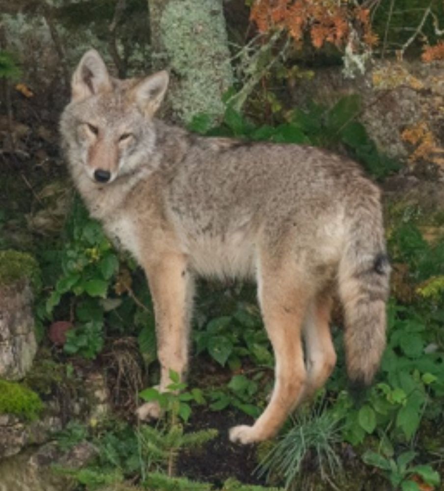 A very pretty coyote