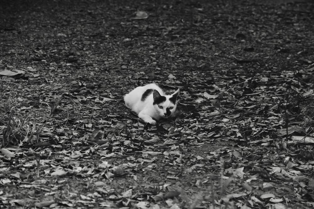 猫が地面に座っている写真
