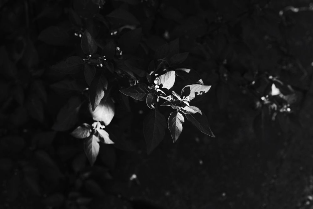 草に朝陽が当たっている写真