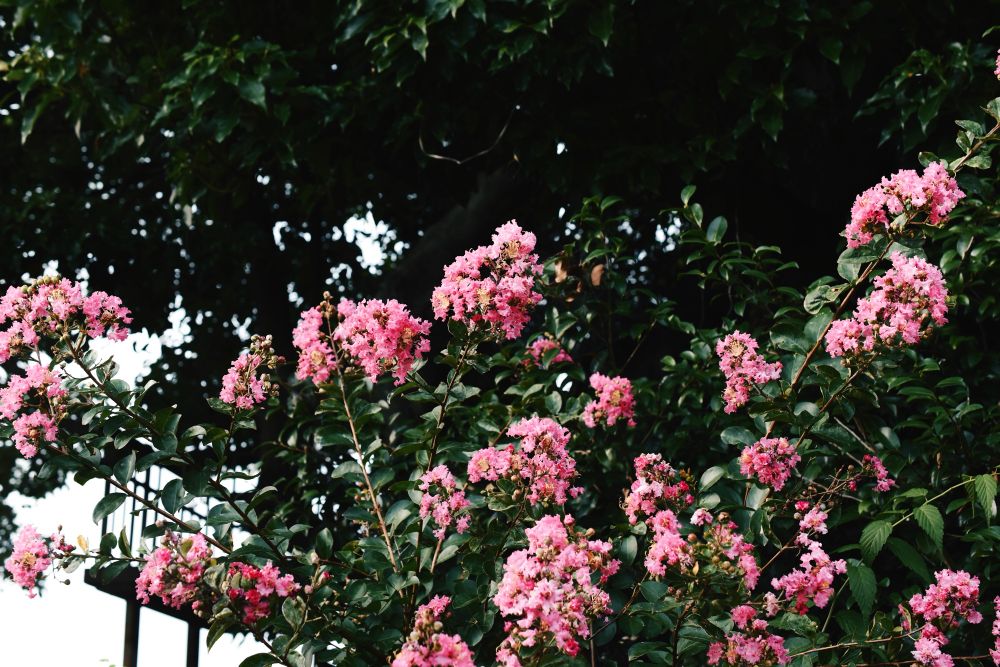 百日紅の花の写真