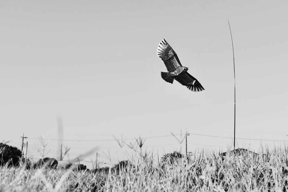 鳥よけの大きなトンビの作り物が空を舞っている写真