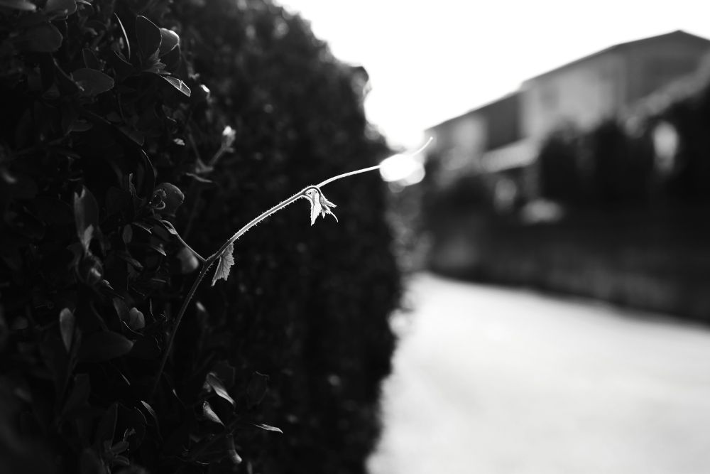 朝陽に照らされるツル植物の写真