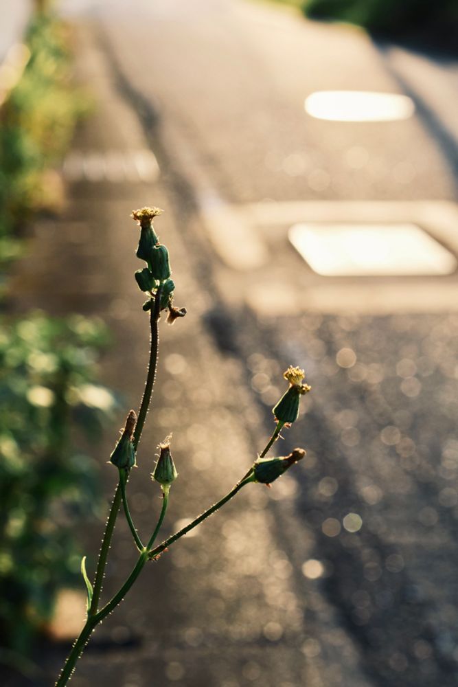 道路のキラキラ玉ボケを背景に雑草の咲き終わりの花を撮った写真