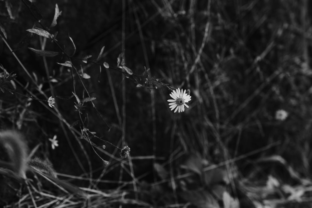 小さな一輪の花が咲いている写真