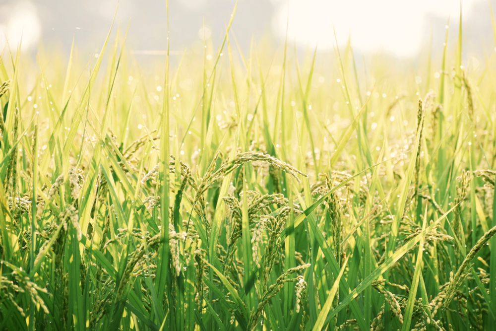 稲が朝陽に照らされて朝露でキラキラと光っている写真