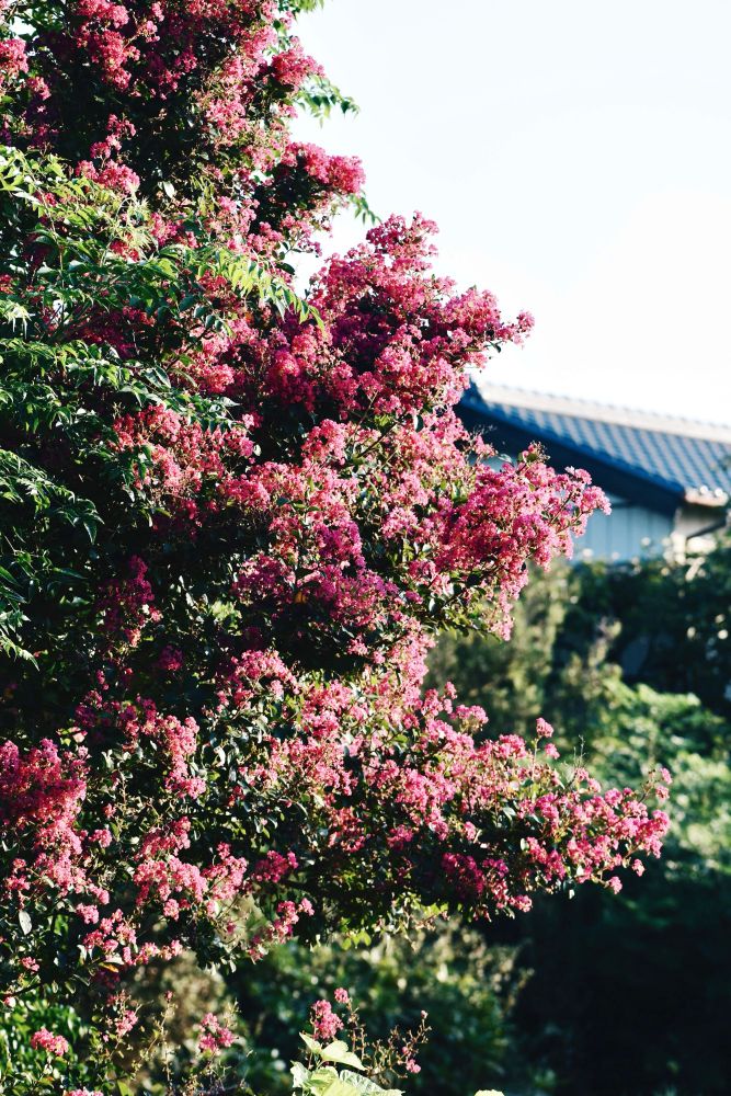 満開の百日紅の写真