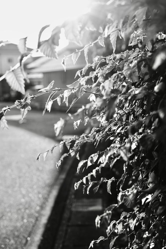 朝陽に照らされる細い木の枝の写真