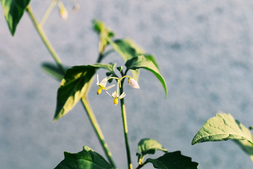 イヌホオズキの花の写真
