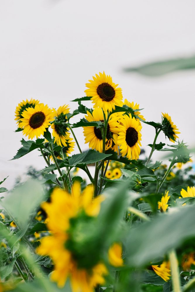 ヒマワリの花がたくさん咲いている写真