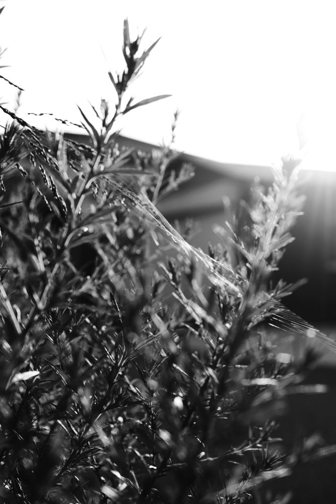 朝陽に照らされる蜘蛛と植物の写真
