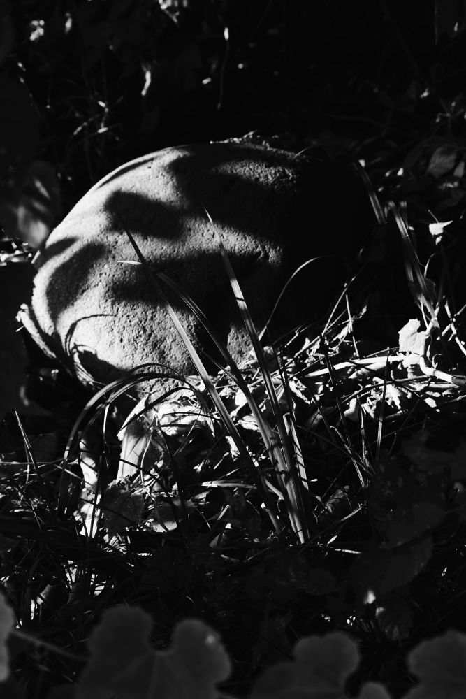 木漏れ日の中生える草と光の当たる石の写真