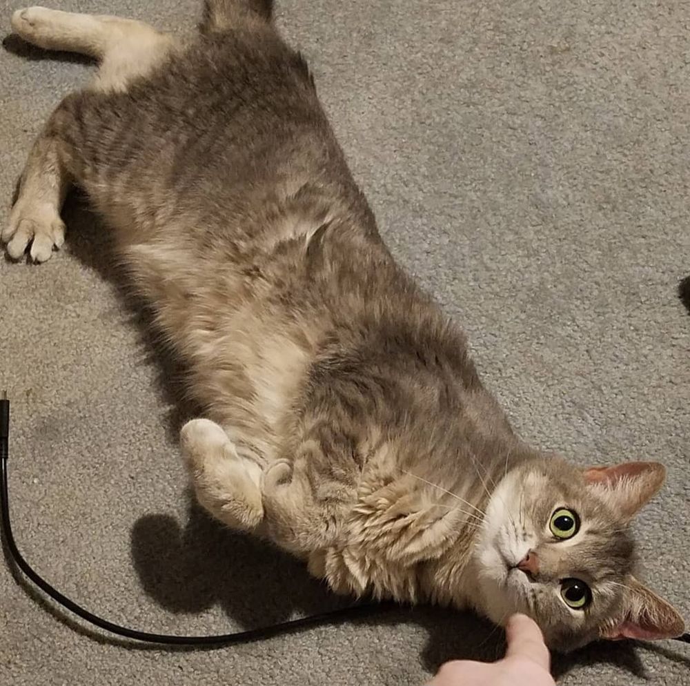 Me pointing at my very surprised cat