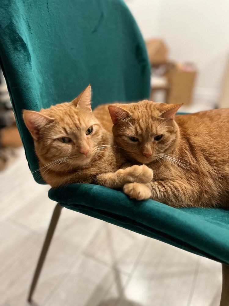 The same two orange cats being friends. They’re best friends but also often not. 