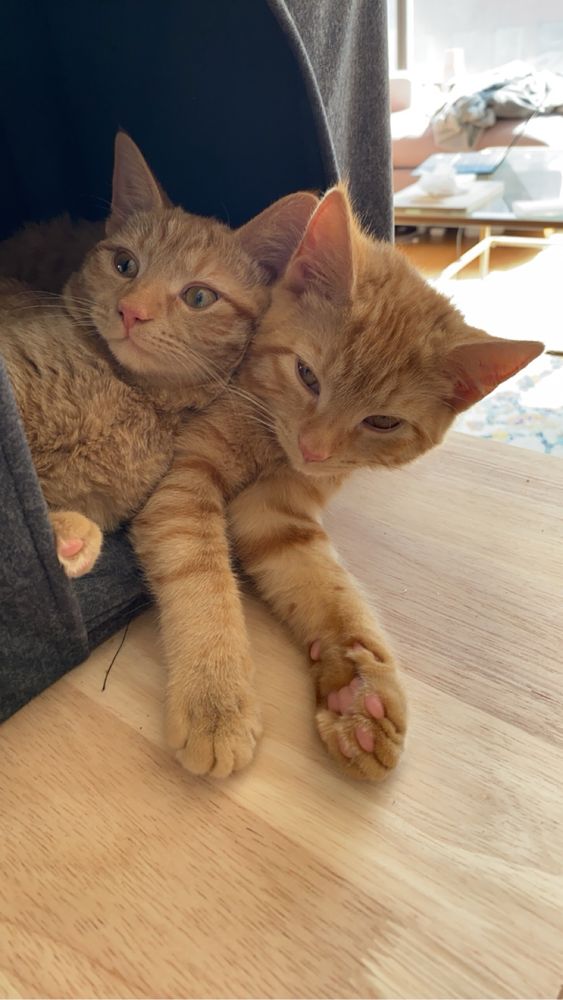 The same two orange cats when they were little babies. Yes, the one on the left still makes that face.