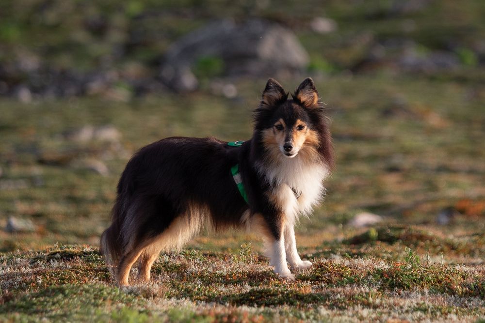 A dainty tricolor sheltie in a hiking harness, looking back at the camera 