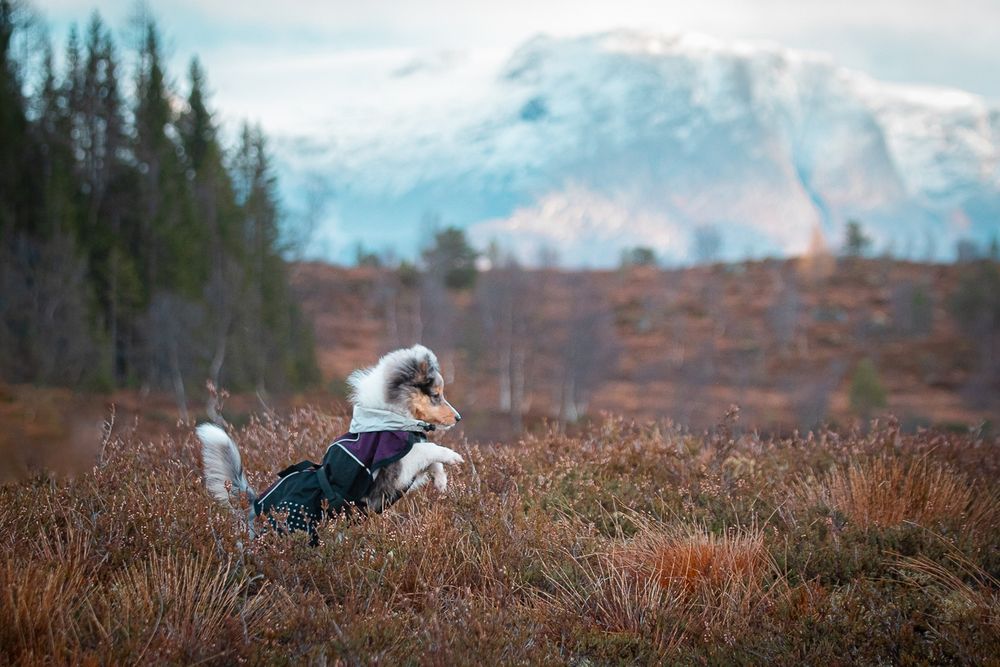 A tiny blue merle sheltie puppy, wearing a raincoat, running through heather